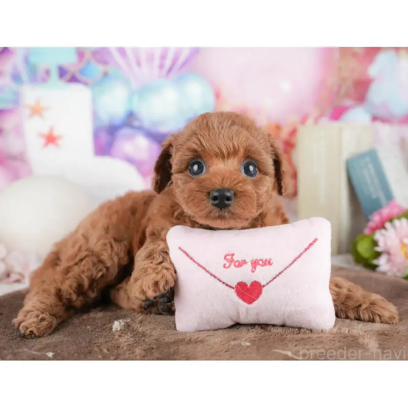 販売中の千葉県のトイプードル-451252の11枚目