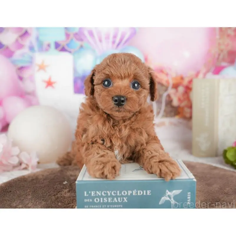 販売中の千葉県のトイプードル-451252の10枚目