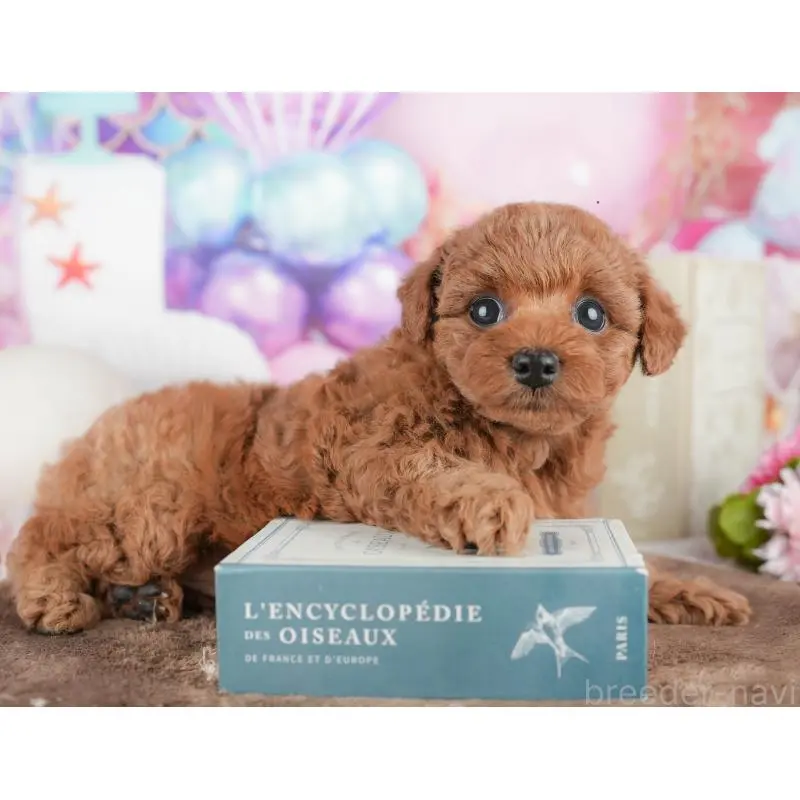 販売中の千葉県のトイプードル-451252の9枚目