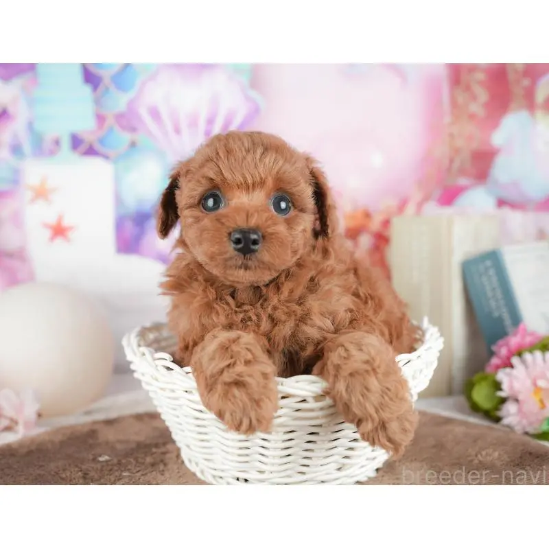 販売中の千葉県のトイプードル-451252の8枚目