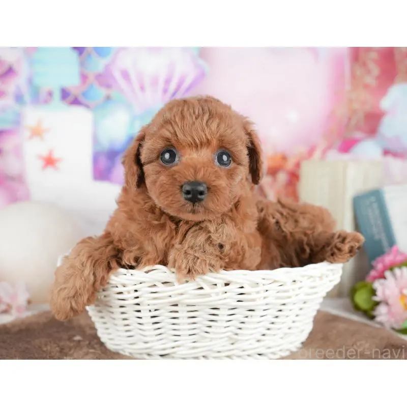 販売中の千葉県のトイプードル-451252の7枚目