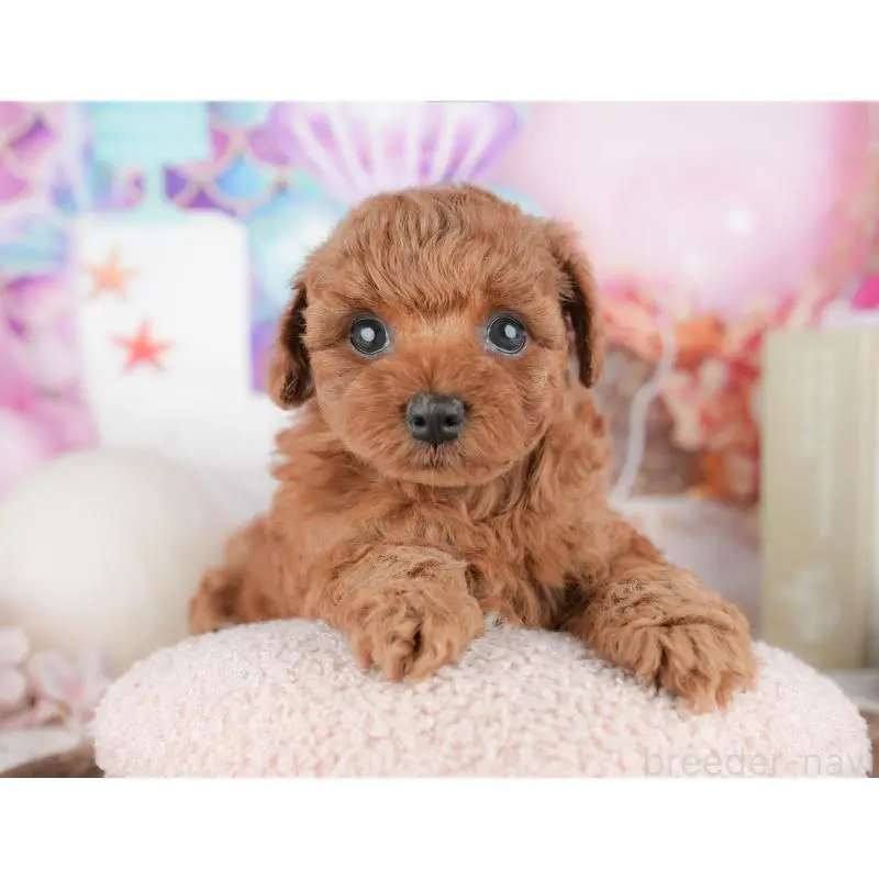 販売中の千葉県のトイプードル-451252の6枚目