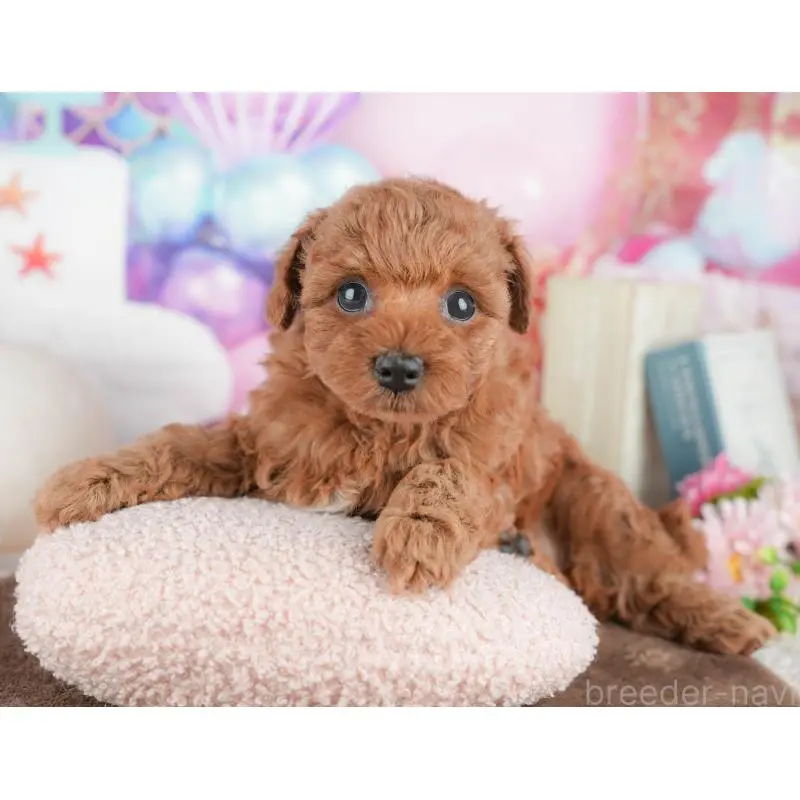 販売中の千葉県のトイプードル-451252の5枚目