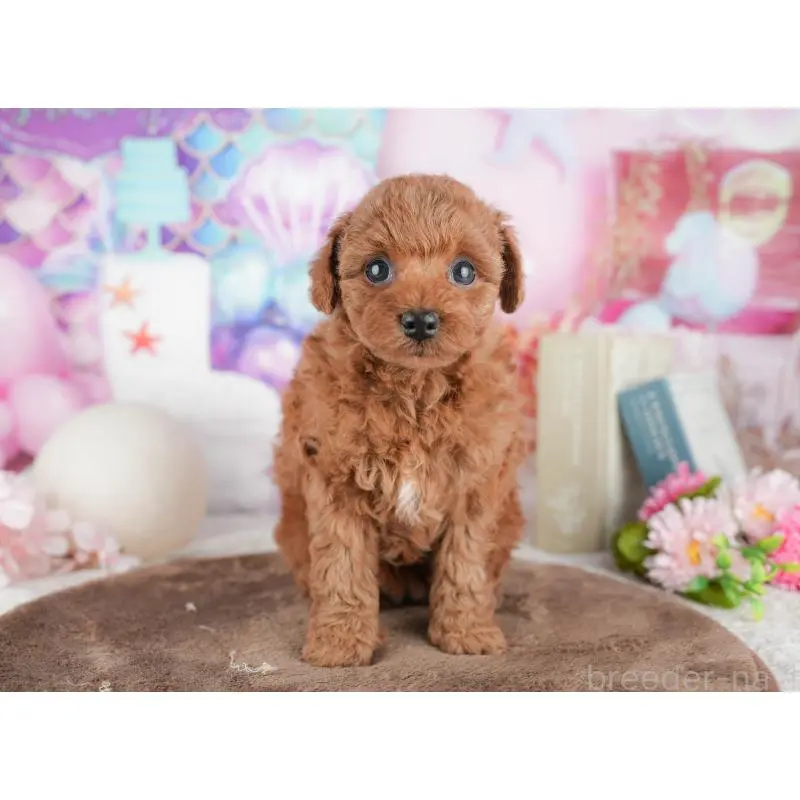 販売中の千葉県のトイプードル-451252の4枚目