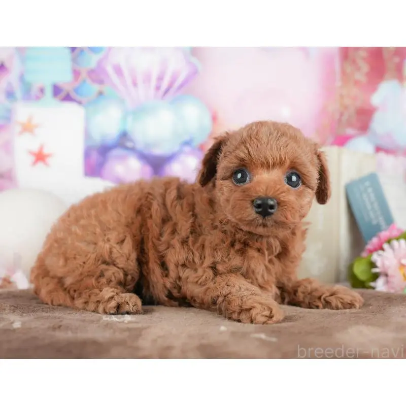 販売中の千葉県のトイプードル-451252の3枚目