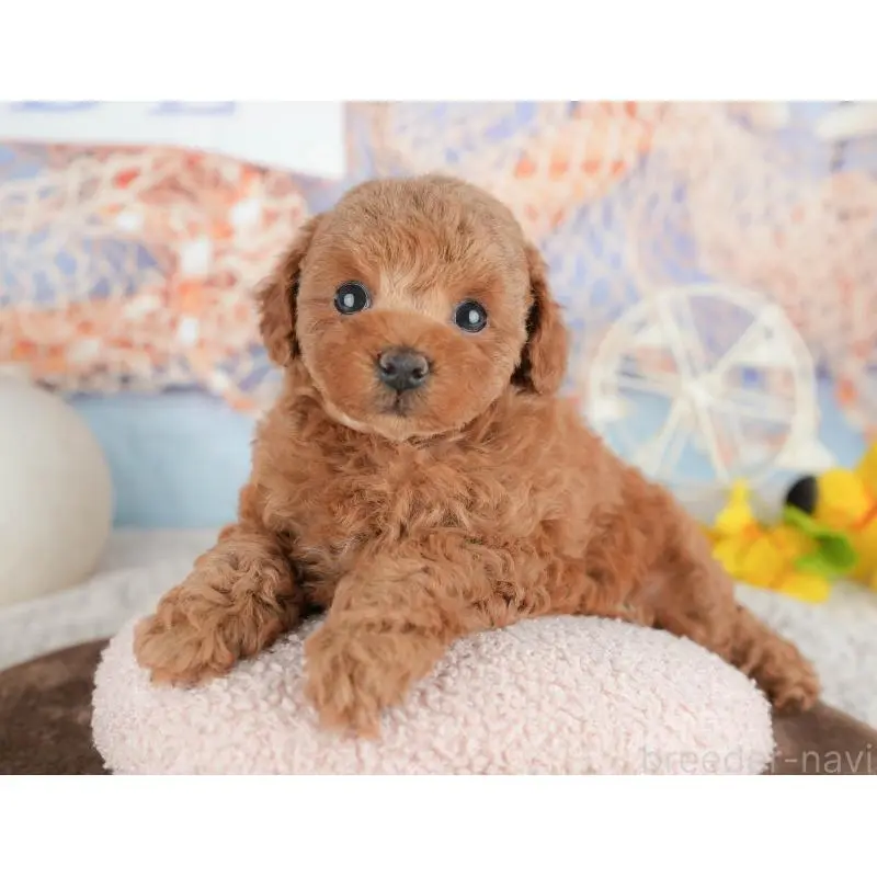 販売中の千葉県のトイプードル-451248の11枚目