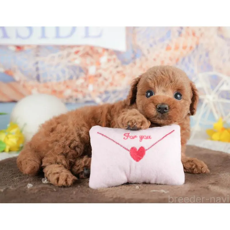 販売中の千葉県のトイプードル-451248の10枚目