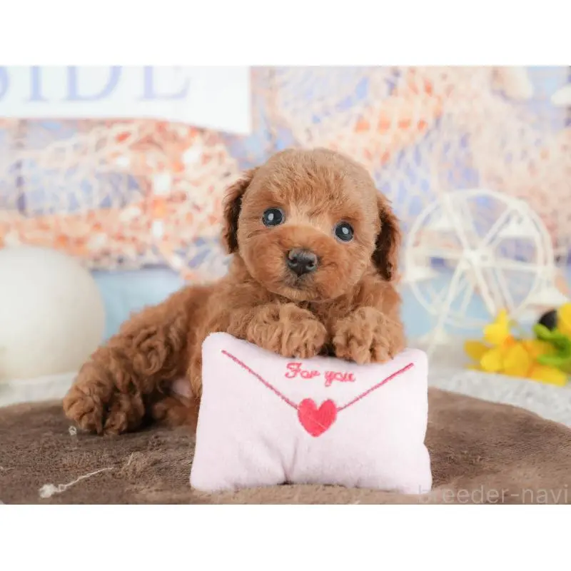 販売中の千葉県のトイプードル-451248の9枚目