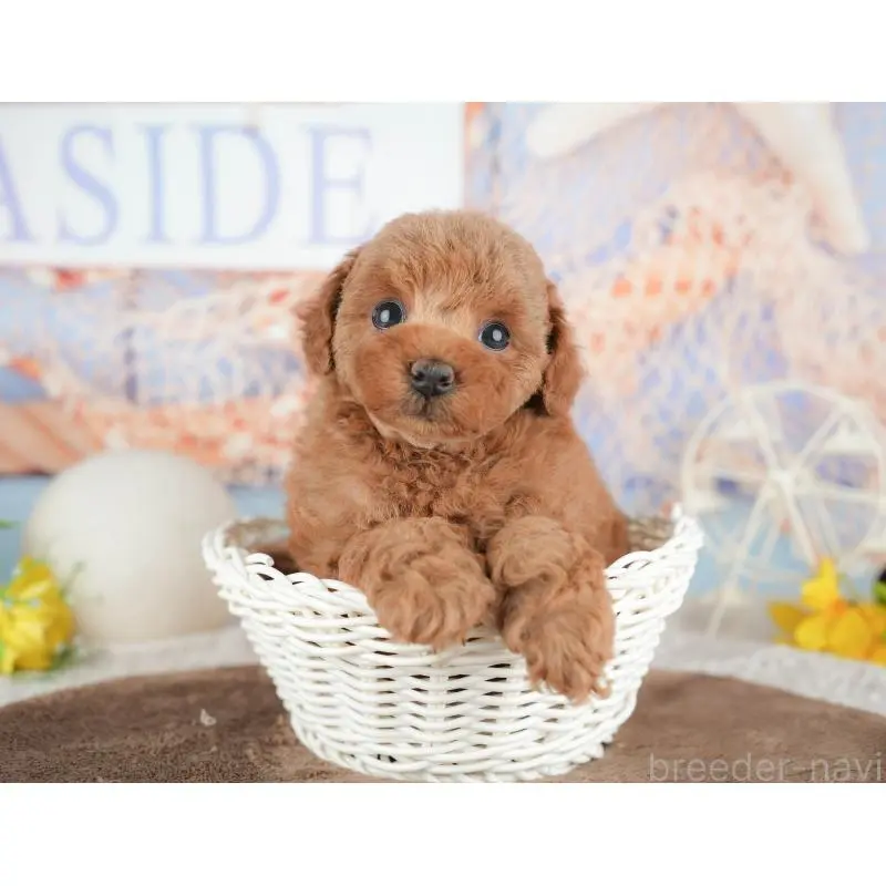 販売中の千葉県のトイプードル-451248の8枚目