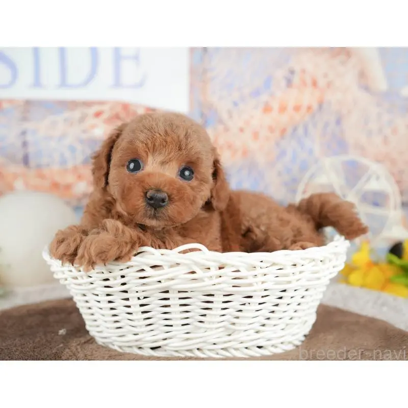 販売中の千葉県のトイプードル-451248の7枚目