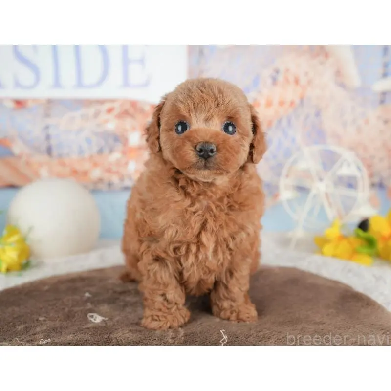 販売中の千葉県のトイプードル-451248の6枚目