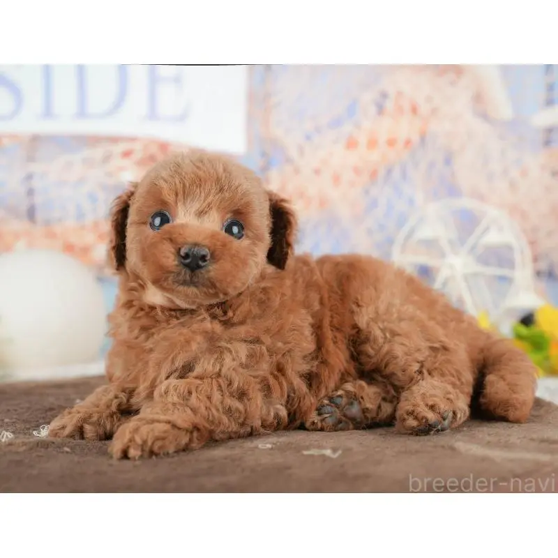 販売中の千葉県のトイプードル-451248の5枚目