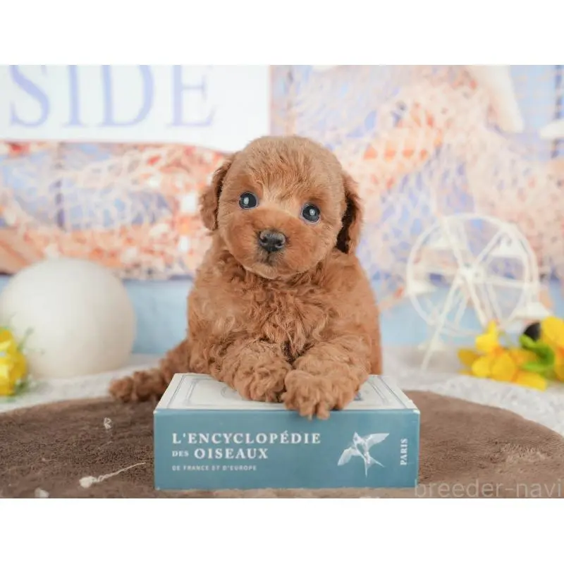 販売中の千葉県のトイプードル-451248の4枚目