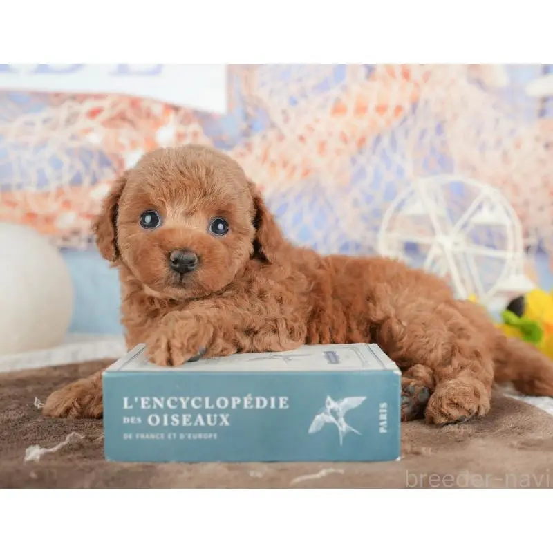 販売中の千葉県のトイプードル-451248の3枚目