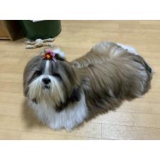 花島富士美ブリーダー