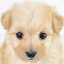 ♀︎マルプー:マルチーズ×トイプードル