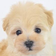 ♀︎マルプー:マルチーズ×トイプードル