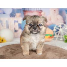 オンライン見学