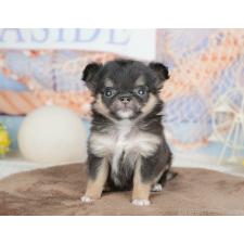 ♀︎チワワ(ロングコート)