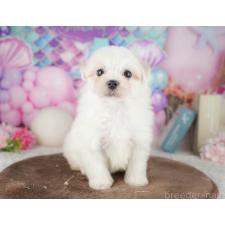 ♀︎マルチーズ