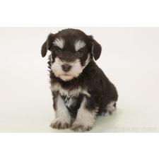 ♀︎ミニチュアシュナウザー