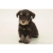 ♀︎ミニチュアシュナウザー