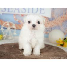 ♀︎マルチーズ