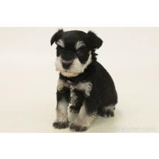 ♀︎ミニチュアシュナウザー