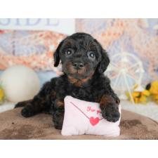 ♀︎トイプードル