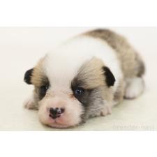 ♀︎ウェルシュコーギーペンブローク