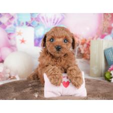 ♀︎トイプードル