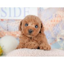 ♀︎トイプードル