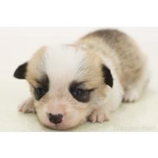 ♀︎ウェルシュコーギーペンブローク