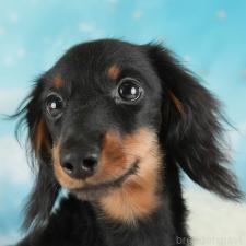 ♀︎ミニチュアダックスフンド(ロングヘアード)