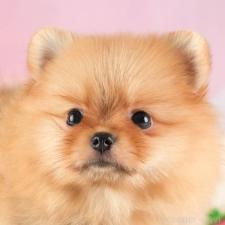 ♀︎ポメラニアン
