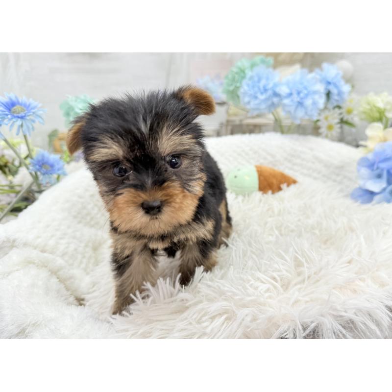 成約済の京都府のヨークシャーテリア-446291の6枚目