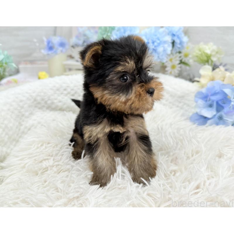 成約済の京都府のヨークシャーテリア-446291の5枚目