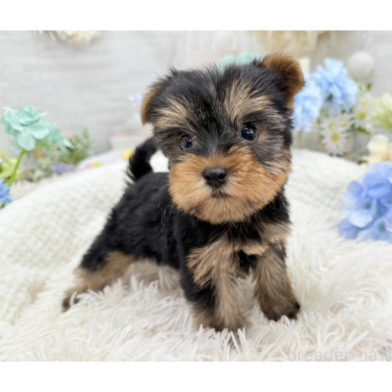 成約済の京都府のヨークシャーテリア-446291の4枚目