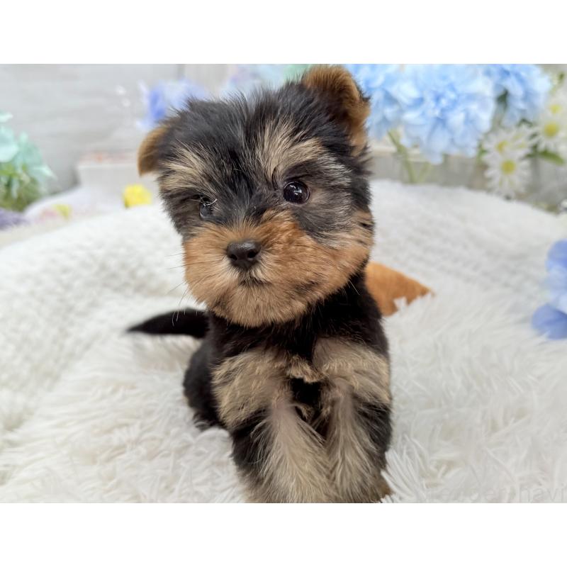 成約済の京都府のヨークシャーテリア-446291の3枚目