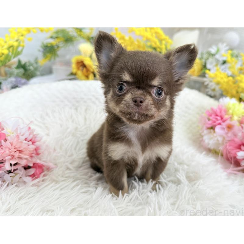 成約済の京都府のチワワ(ロングコート)-444556の11枚目