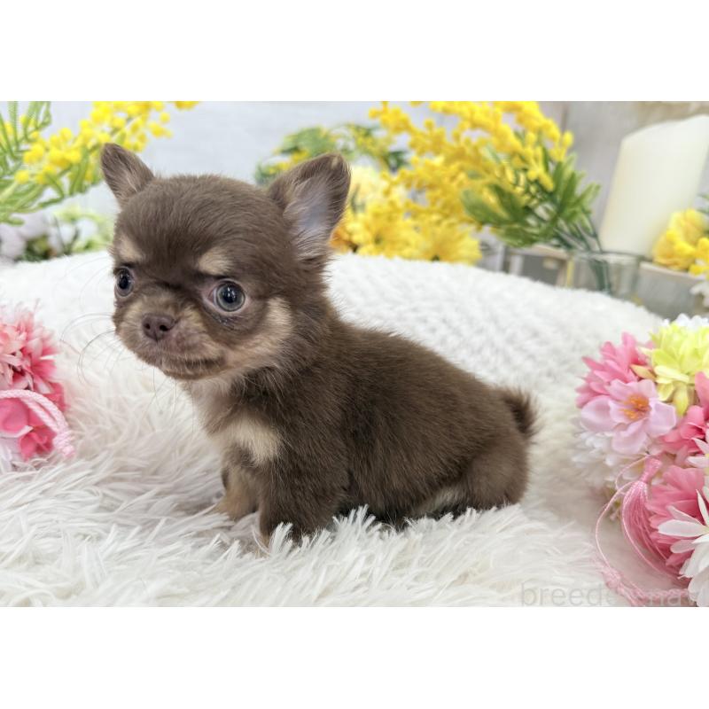 成約済の京都府のチワワ(ロングコート)-444556の10枚目