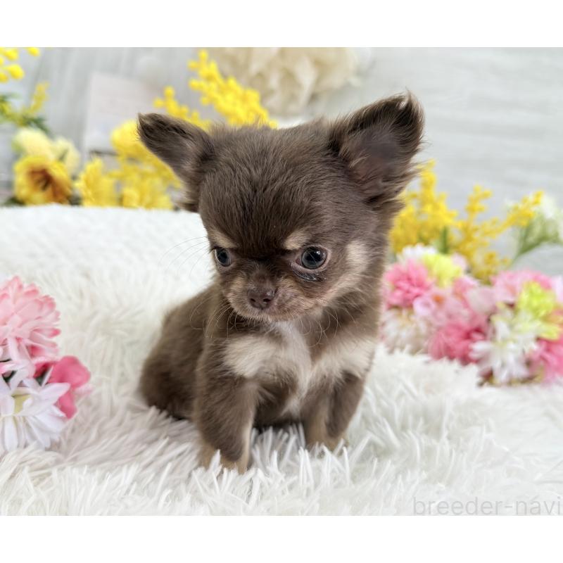 成約済の京都府のチワワ(ロングコート)-444556の9枚目