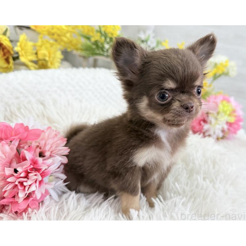 成約済の京都府のチワワ(ロングコート)-444556の8枚目