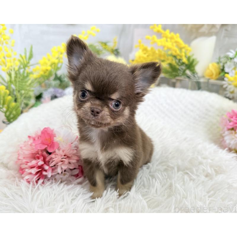 成約済の京都府のチワワ(ロングコート)-444556の7枚目