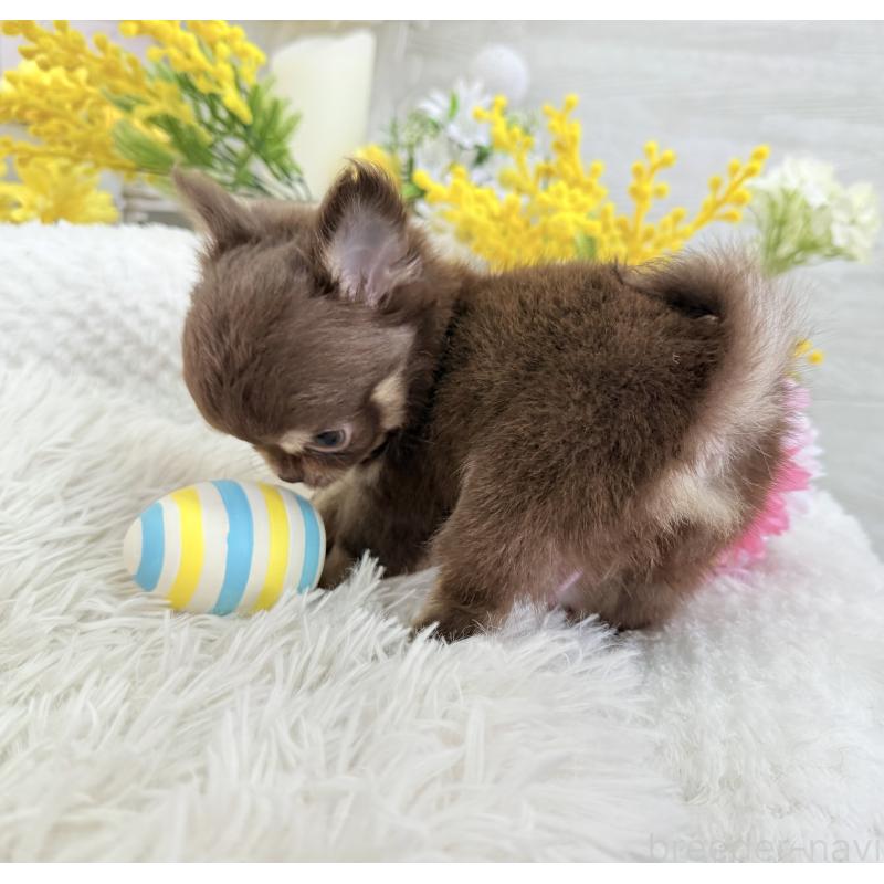 成約済の京都府のチワワ(ロングコート)-444556の6枚目