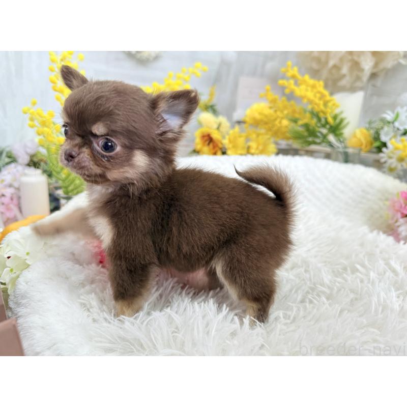 成約済の京都府のチワワ(ロングコート)-444556の5枚目