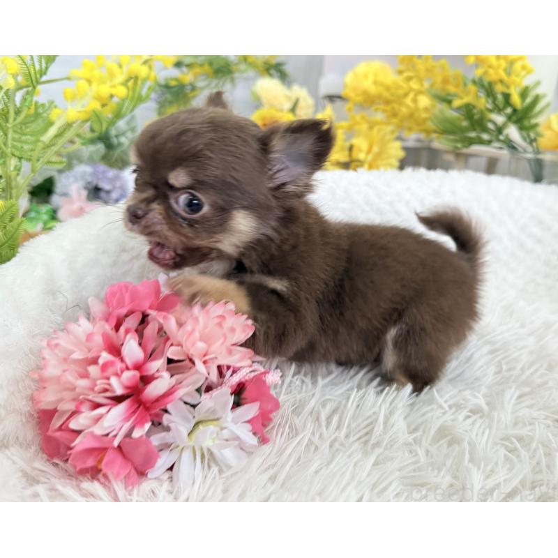 成約済の京都府のチワワ(ロングコート)-444556の4枚目