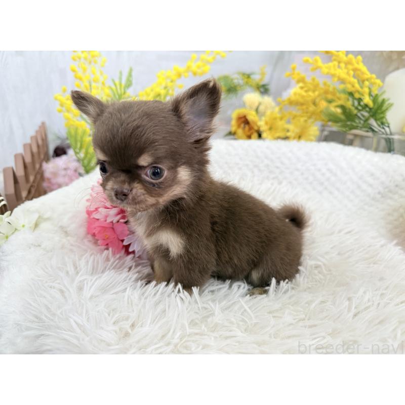 成約済の京都府のチワワ(ロングコート)-444556の3枚目