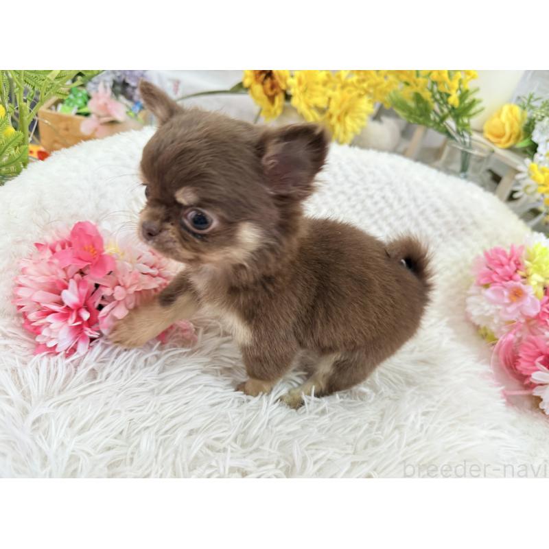 成約済の京都府のチワワ(ロングコート)-444556の2枚目