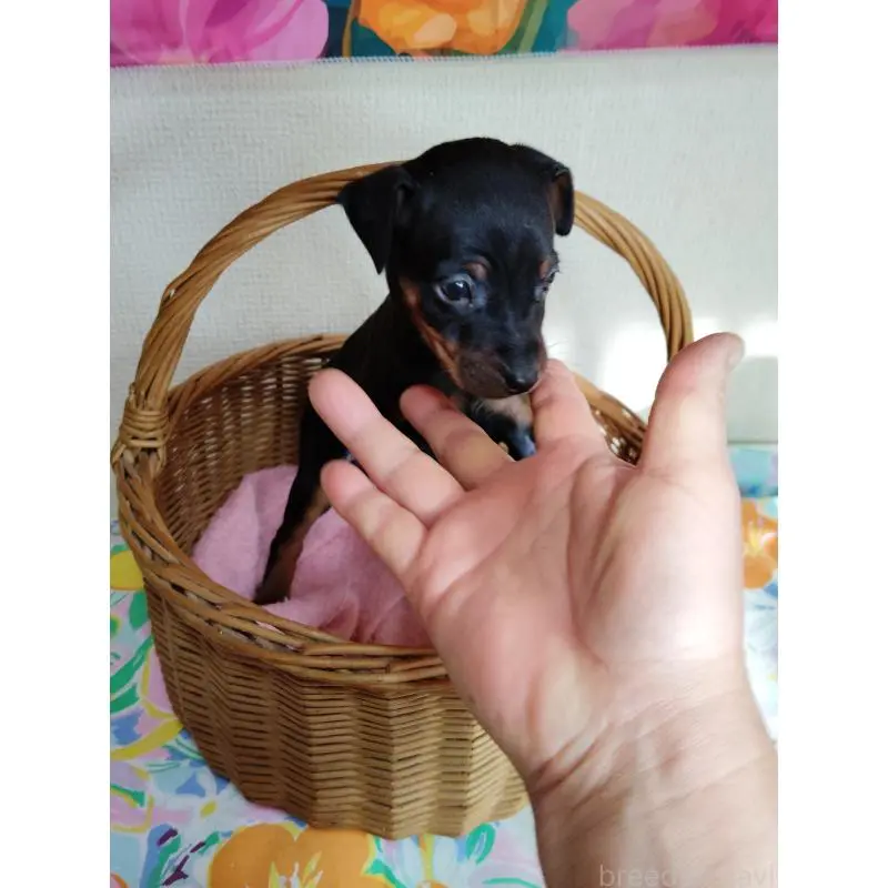 販売中の大阪府のミニチュアピンシャー(ミニピン)-451046の3枚目